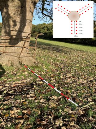 Soil sampling - using a sterile metal Soil Corer at the base of each tree, along 3 transects, sample points of 40cm intervals - to identify fungi and invertebrates