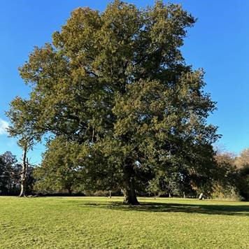 Example of a Tree Outside Woodland (ToW)