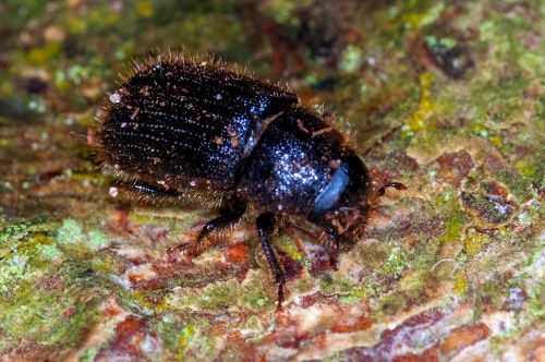 Adult great spruce bark beetle, Dendroctonus micans on spruce bark. © Crown copyright. Forest Research