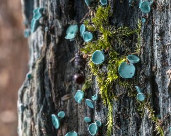 Blue fungus and moss on the bark of a tree.