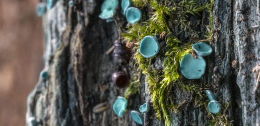 Blue fungus and moss on the bark of a tree.