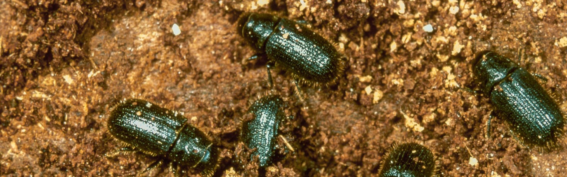 A group of mature adult great spruce bark beetles (Dendroctonus micans) and an exit hole. Copyright: Jacques Regad, Département de la Santé des Forêts, Bugwood.org