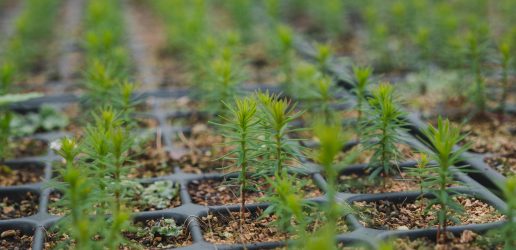 Wester red cedar tree nursery