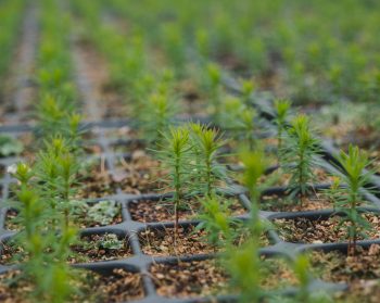 Rows of tree samplings growing in nursery