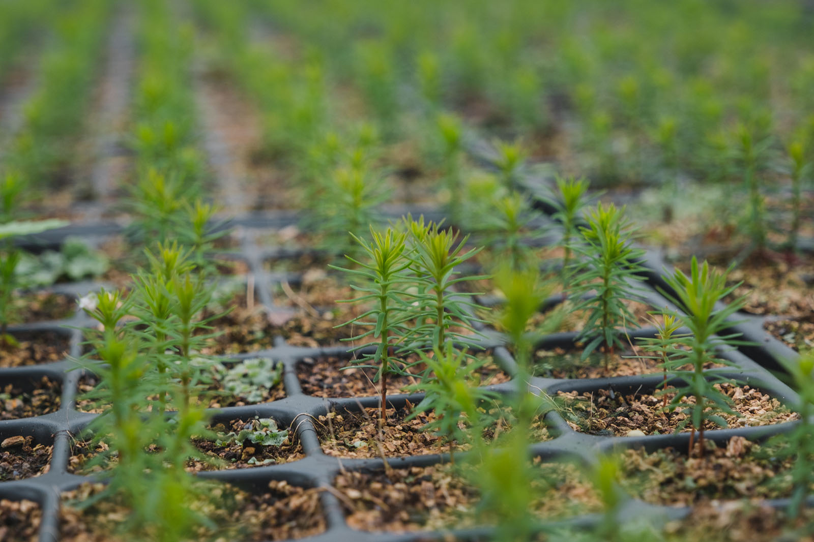 Rows of tree samplings growing in nursery