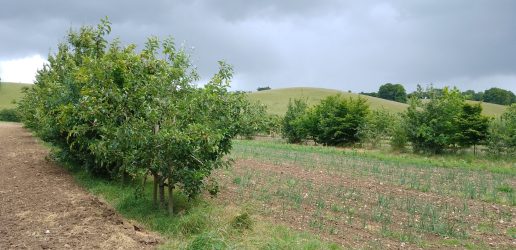 A scene showing agroforestry in action.