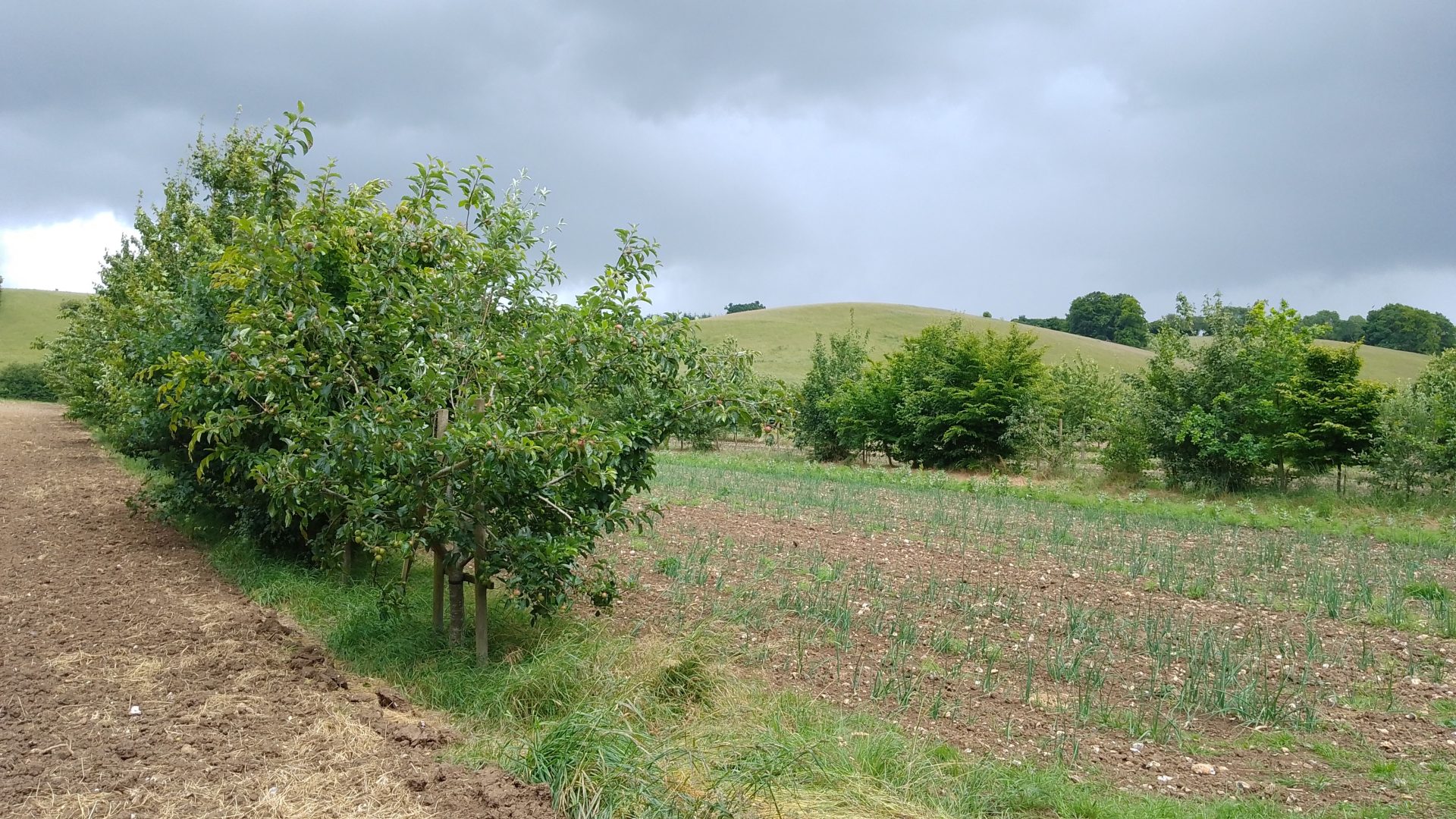 A scene showing agroforestry in action.