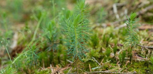 An example of natural regeneration at Clocaenog Forest