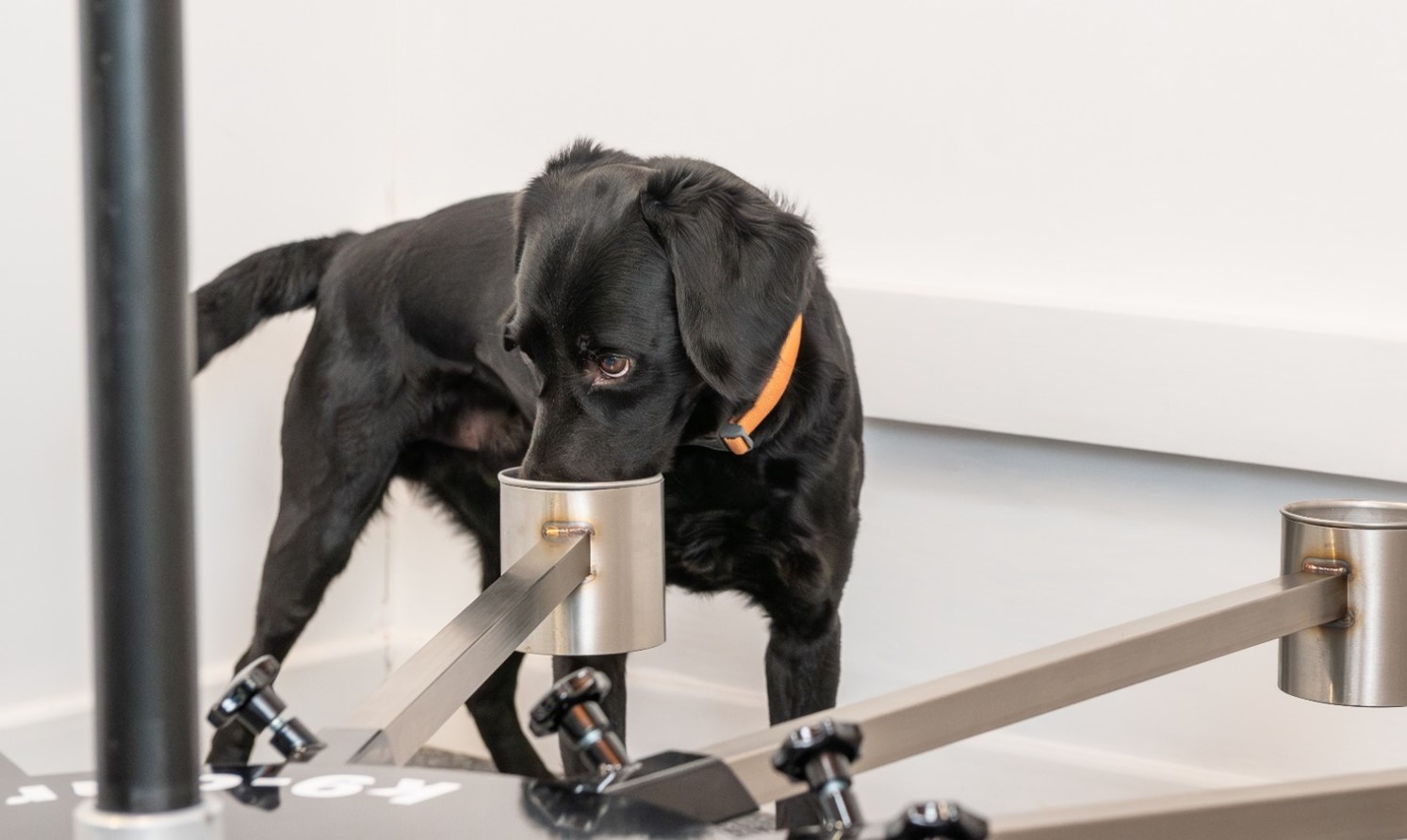 Dog smelling container in training