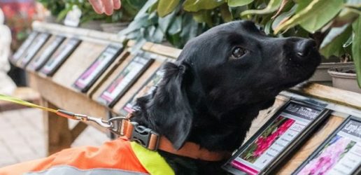 Dog smelling plants