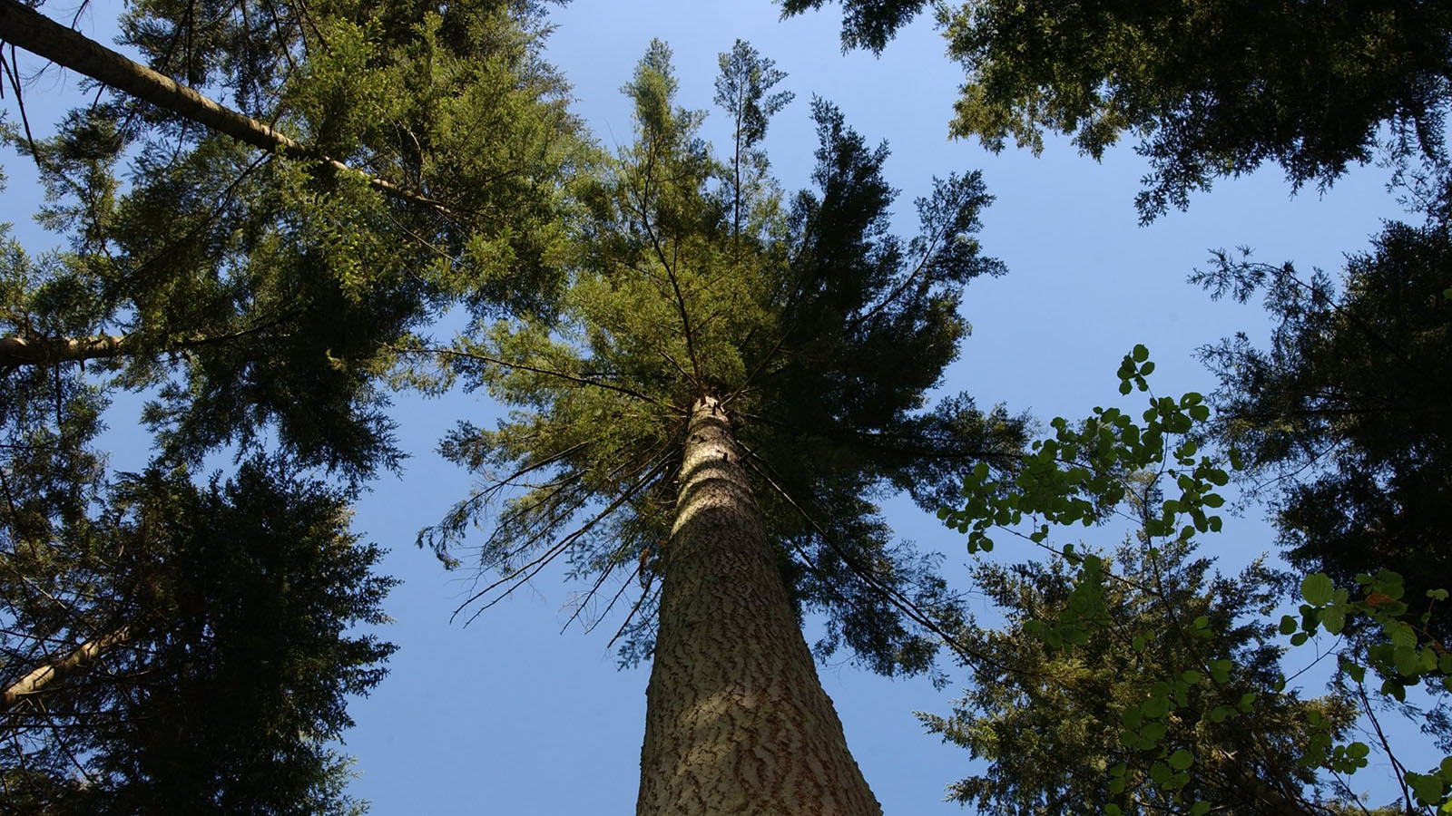 Crowns of Douglas fir trees