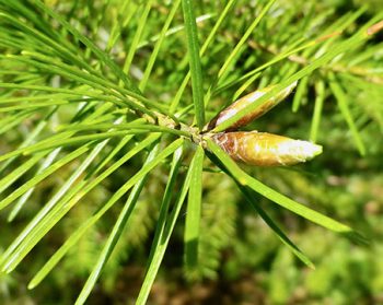 Douglas fir tree branch and cone.