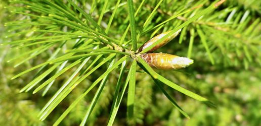 Douglas fir tree branch and cone.