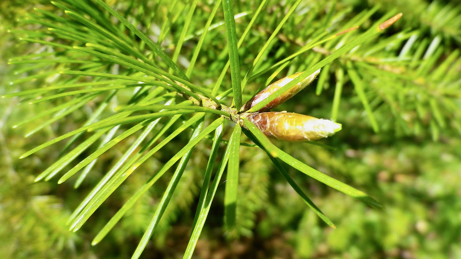 Douglas fir tree branch and cone. 