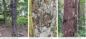 3 images of Cryptostroma corticale (sooty bark disease) stem symptoms