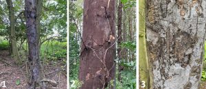 3 images of Cryptostroma corticale (sooty bark disease) stem symptoms