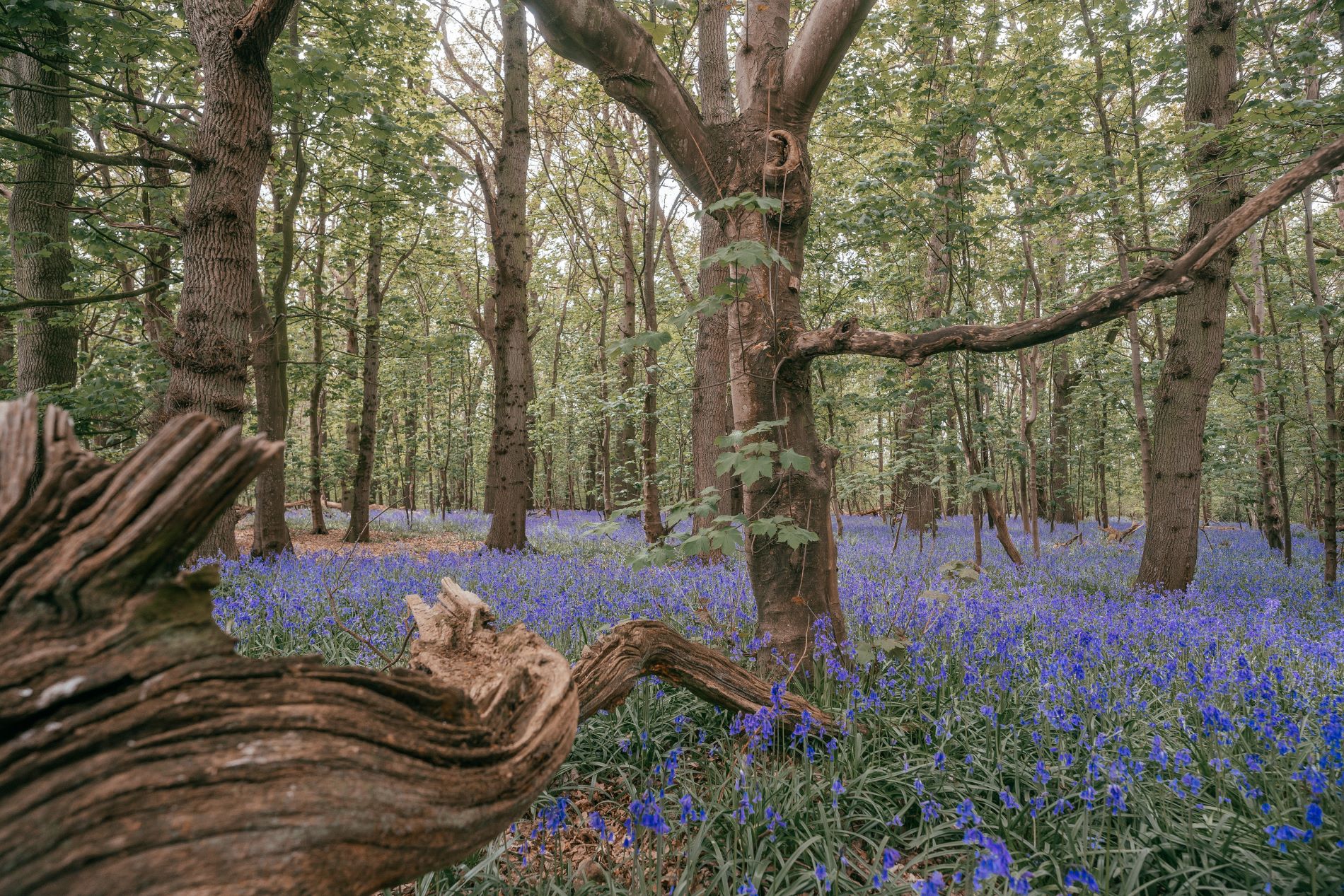 Bluebells grow on the floor in amongst trees in a woodland scene. A hollow log sits in the foreground to the left.