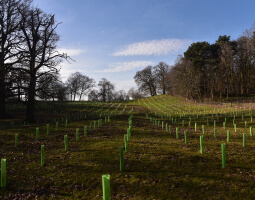 Agroforestry