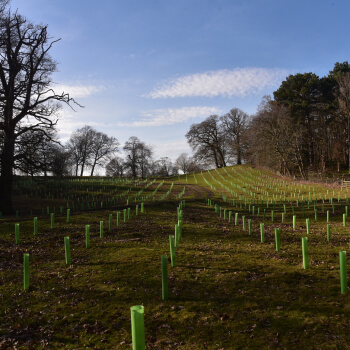Agroforestry