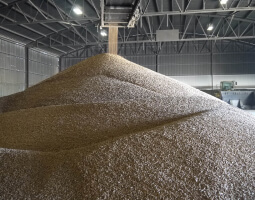 Forest Bioenergy