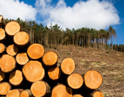 Forest Carbon Cycle