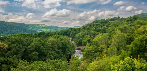 A photo of a lush green woodland with a blue sky and some scattered clouds. In the middle of the photo a small river can be seen.