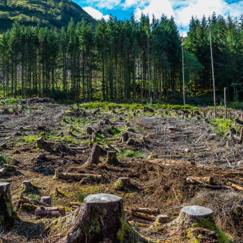 Carbon Impacts of Managing Woodland