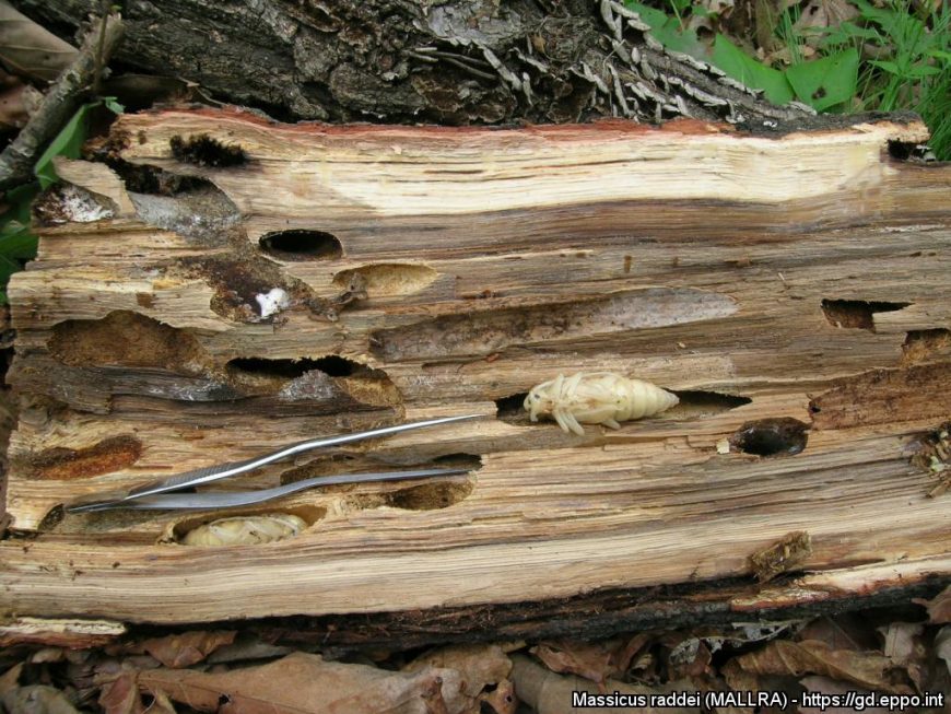 Deep mountain longhorn beetle (Neocerambyx raddei) - Forest Research
