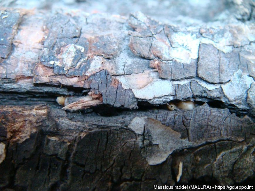 Deep mountain longhorn beetle (Neocerambyx raddei) - Forest Research