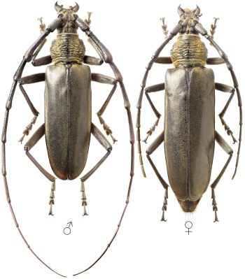 Deep mountain longhorn beetle (Neocerambyx raddei) - Forest Research
