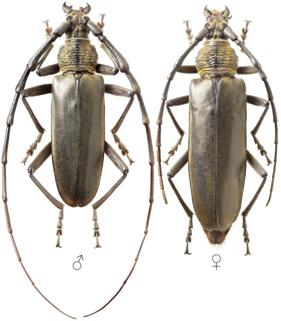 Deep mountain longhorn beetle (Neocerambyx raddei) - Forest Research