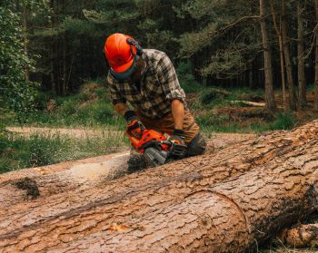 Forester wearing helmet holding chainsaw cutting log in woodland