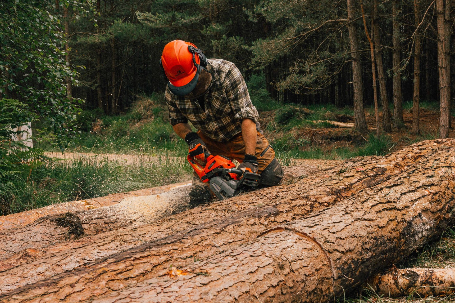 Forester wearing helmet holding chainsaw cutting log in woodland