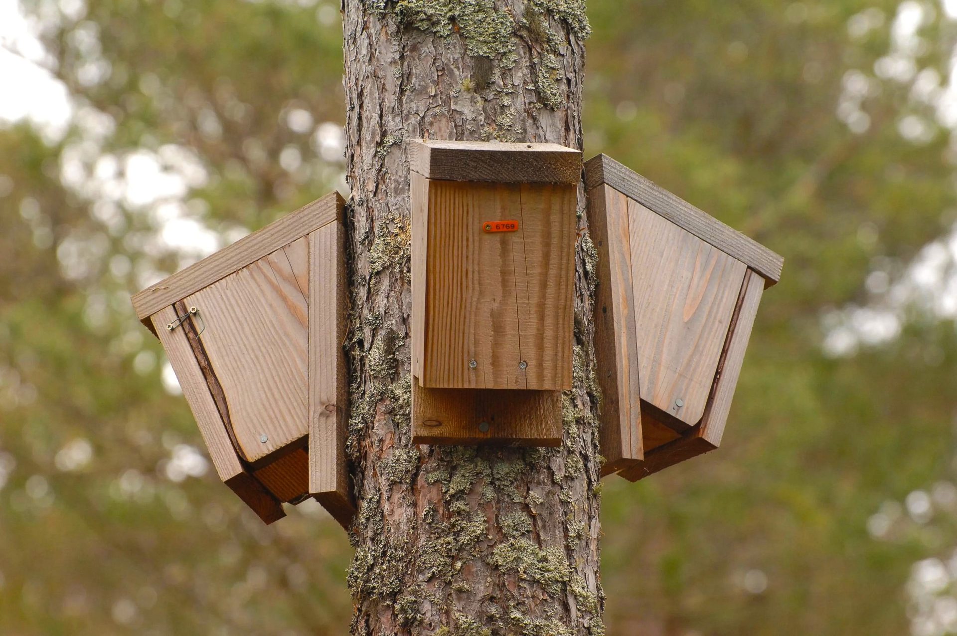 Bat boxes are attached to a tree's trunk. 