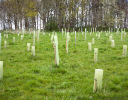 Establishing New Woodland
