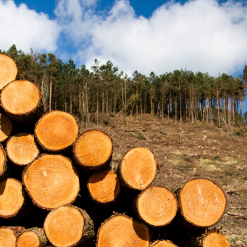 Forest Carbon Cycle