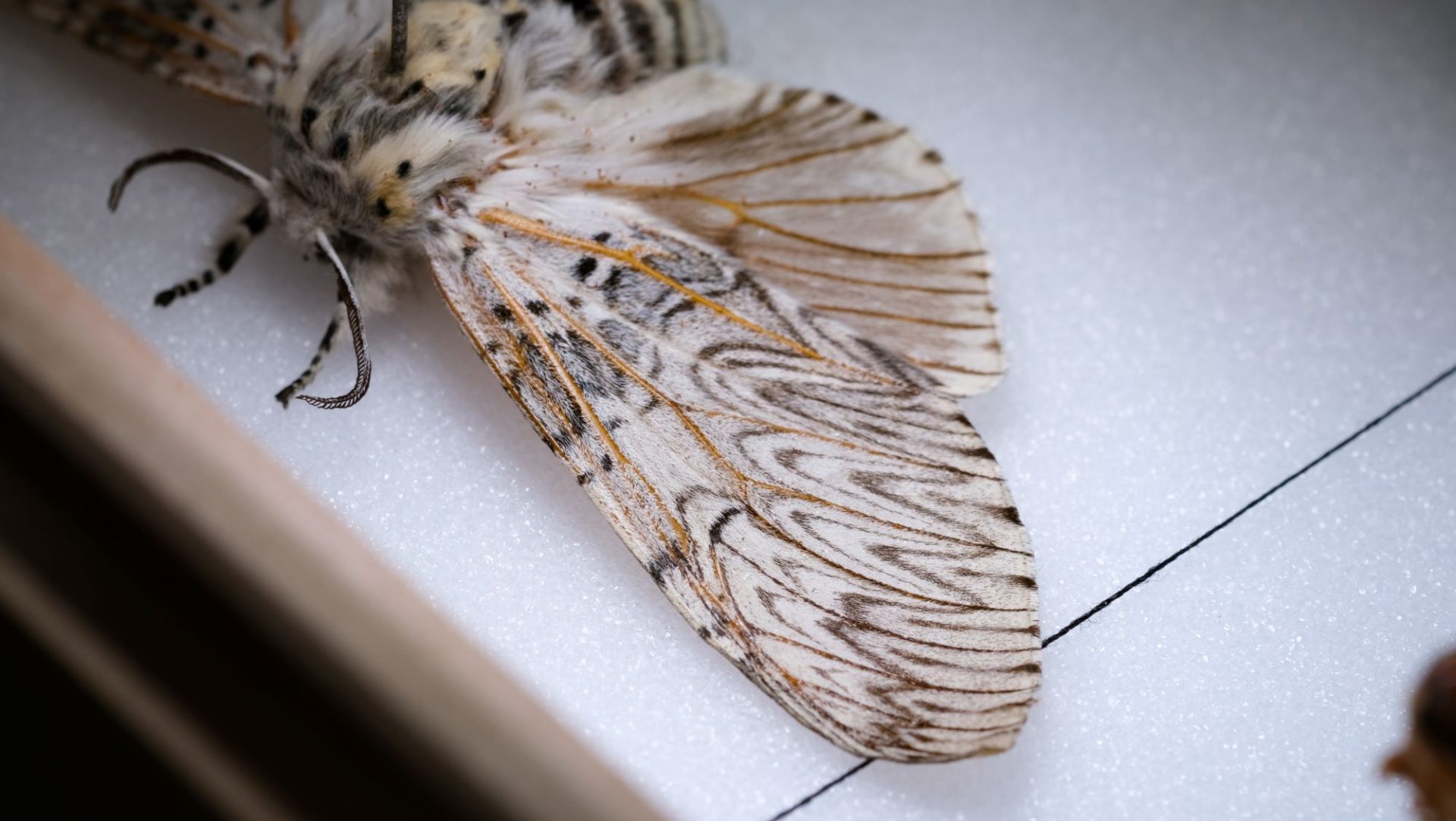 Female Cerura vinula, the ‘Puss Moth’ (Lepidoptera: Notodontidae). Associated largely with Populus and Salix.