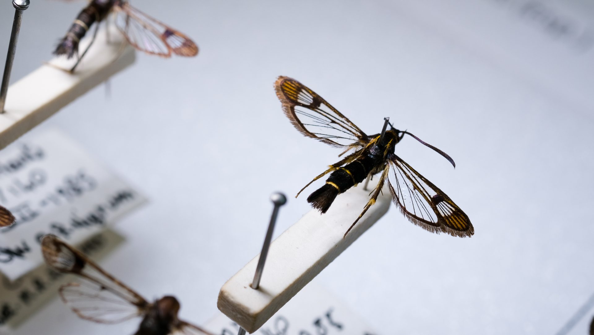 Female Synanthedon tipuliformis, the ‘Currant Clearwing’ (Lepidoptera: Sesiidae).