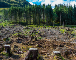 Carbon Impacts of Managing Woodlands