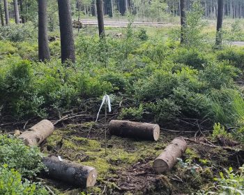 Field experiment in woodland in the Belgian Ardennes region with fresh-cut logs of Sitka and Norway spruce.