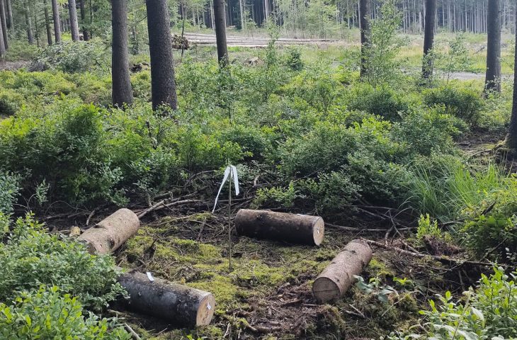 Field experiment in woodland in the Belgian Ardennes region with fresh-cut logs of Sitka and Norway spruce.