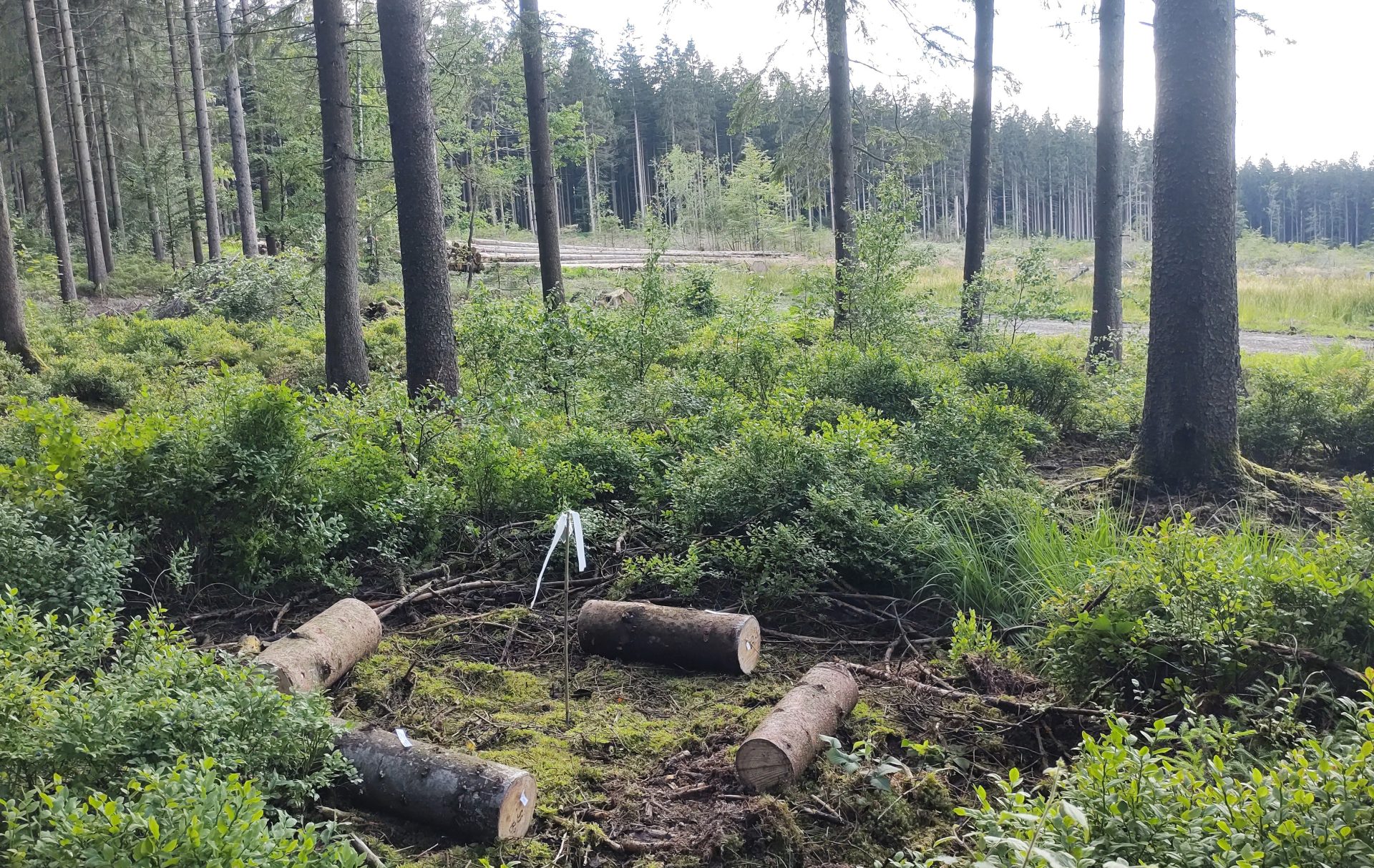 Field experiment in woodland in the Belgian Ardennes region with fresh-cut logs of Sitka and Norway spruce