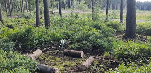 Field experiment in woodland in the Belgian Ardennes region with fresh-cut logs of Sitka and Norway spruce