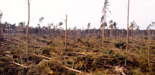 Trees blown over