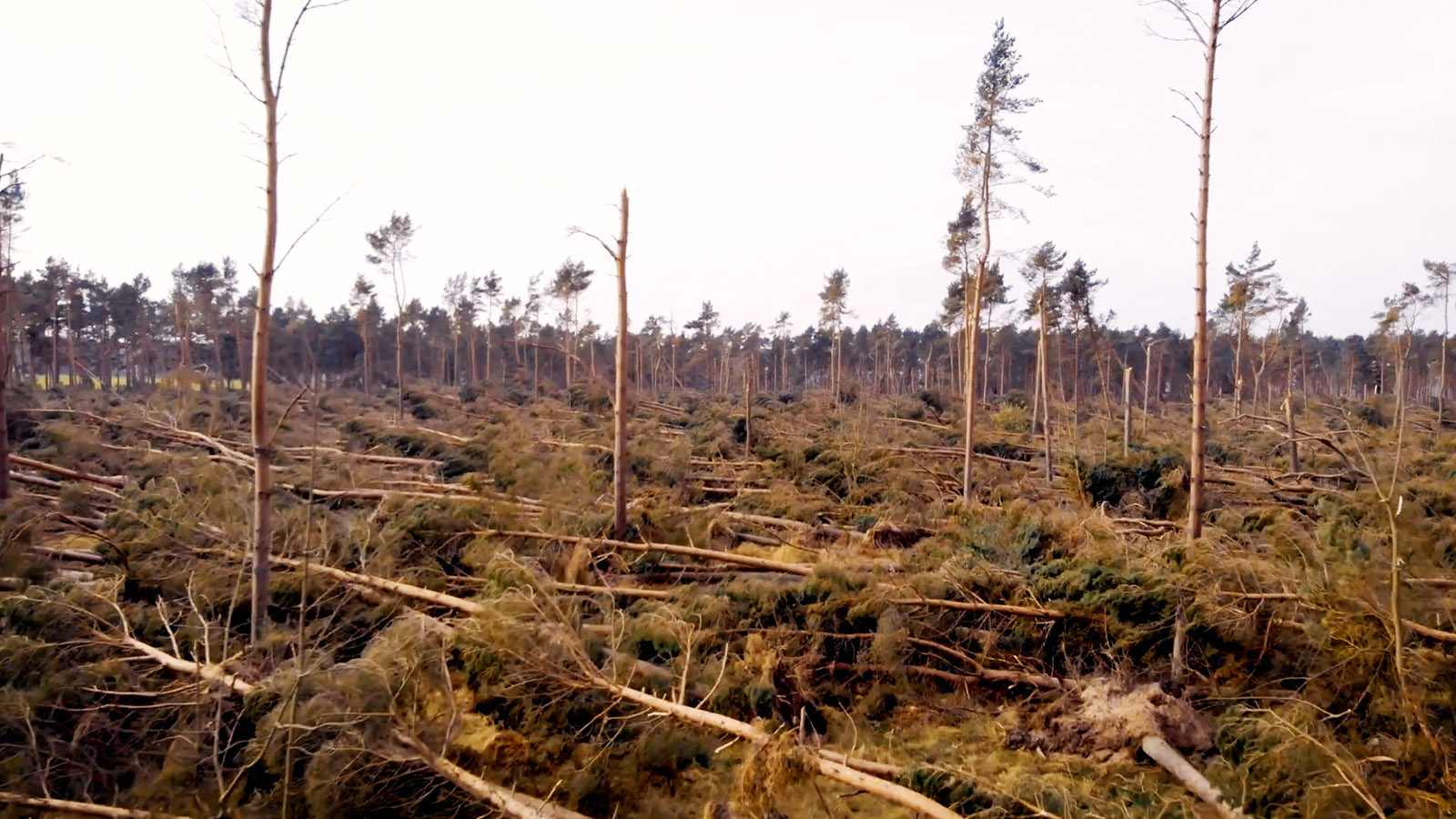 Trees blown over