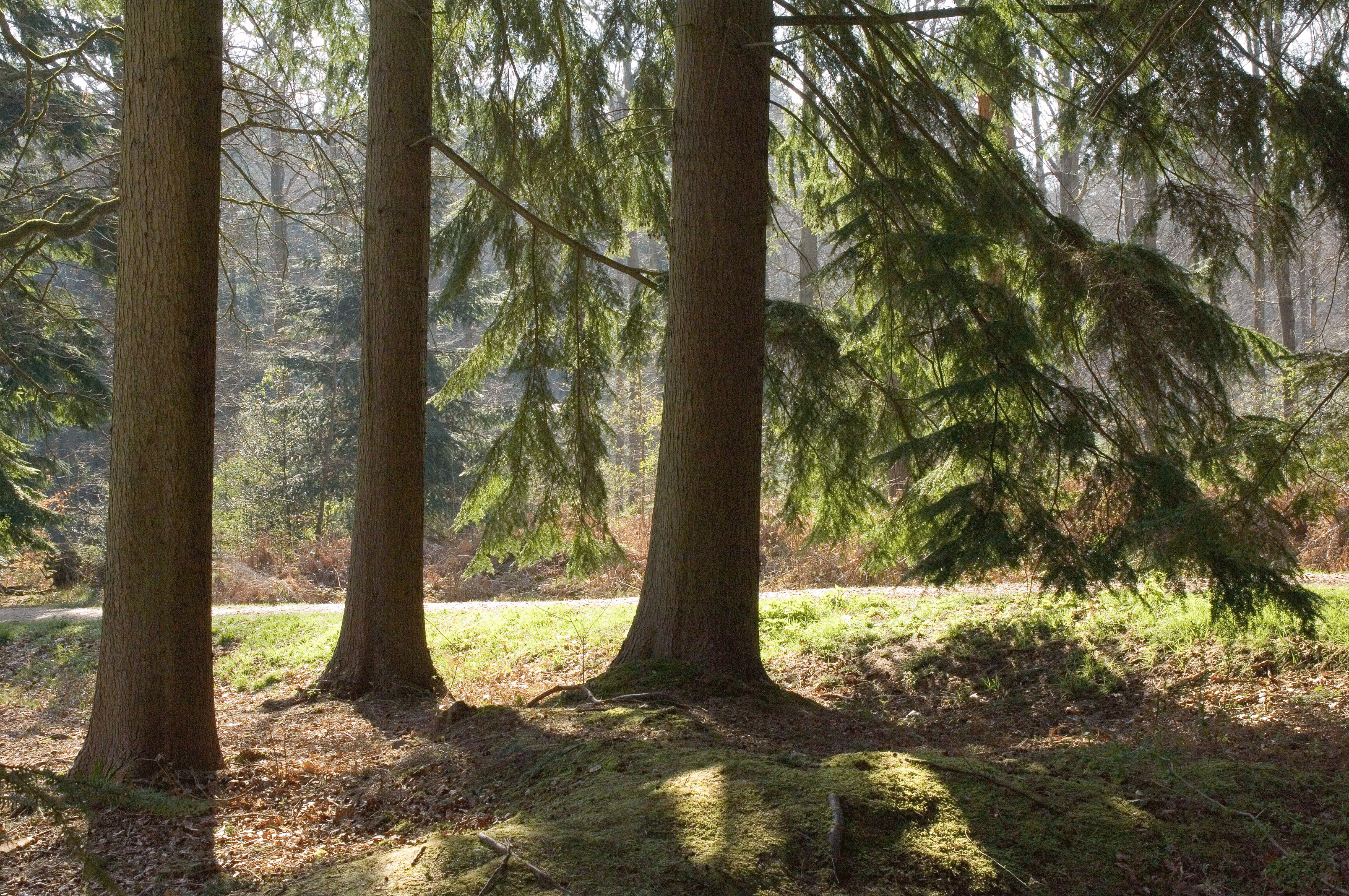 A view of Douglas fir trees from the forest floor.