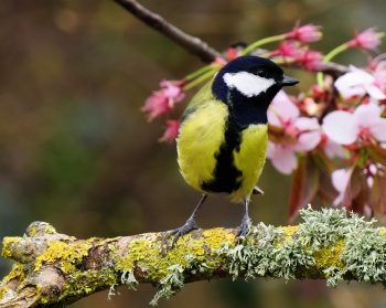 Blue tit on branch with cherry blossom in background.
