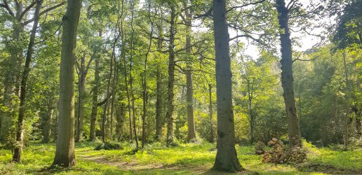 Oak trees