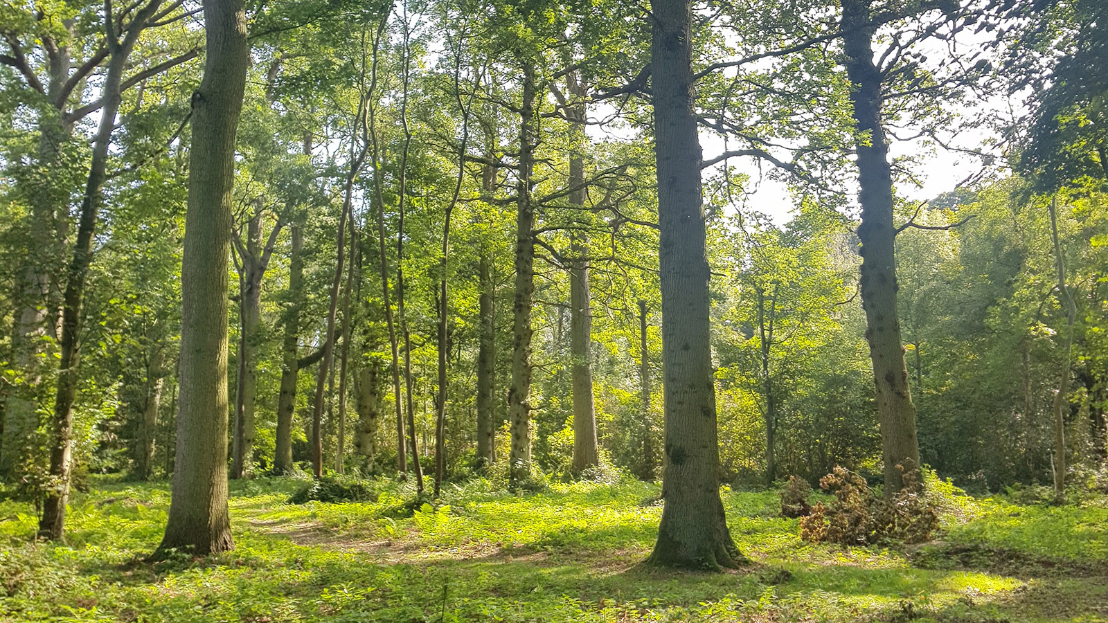 Oak trees
