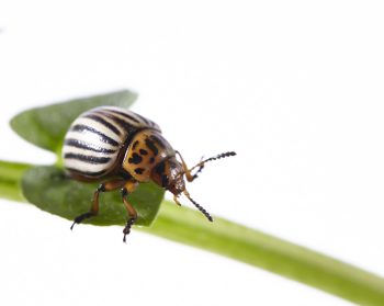 Colorado beetle